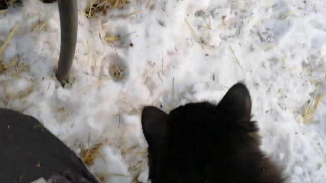 Самка кабана готовится к опоросу. #дикийкабан#живаяприрода#кабан#секач#