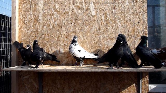 Общие вопросы (чистая линия, лет, игра, цена) смотреть онлайн