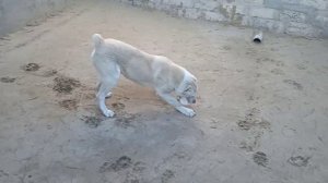 Мальчик САО растёт-8 месяцев.От пары Ак-Булак Мусса и Ясхан Изарда.