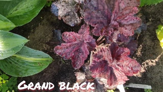 Гейхера сорт grand black невероятный окрас в конце июня смотреть онлайн