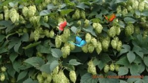 Хмель обыкновенный (humulus lupulus) ? обыкновенный хмель обзор: как сажать, саженцы хмеля