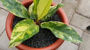 Anthurium Hookeri Variegated