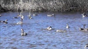 Гуси весной