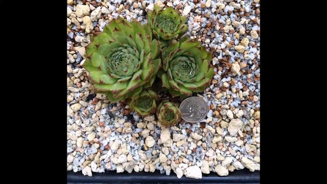 ORGANIC HYDROPONIC SEMPERVIVUM - Hens & Chicks - MY GREENHOUSE COLLECTION #1 - HARDY SUCCULENTS смотреть онлайн