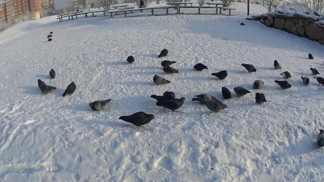 Кормим голубей в парке. Замёрзший пруд и утки смотреть онлайн