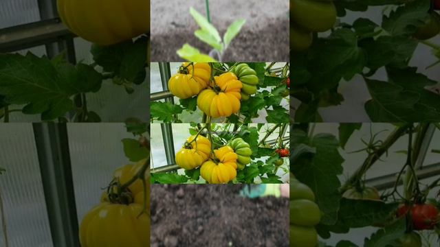 Моя коллекция томатов🌱 Больше сортов Вконтакте: galina.tomat📍#помидоры#семенатоматов#сад#томаты смотреть онлайн