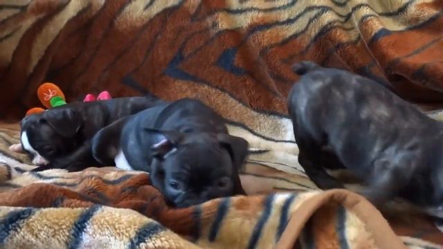 Самое милое видео 2021  Щеночки французики Новинка 2021 The sweetest video 2021 Puppies Frenchies