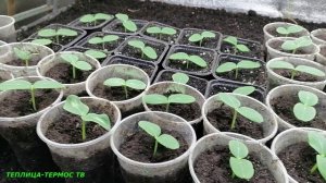 4 день рассаде огурцов после всходов сорт Бьёрн и СВ 4097