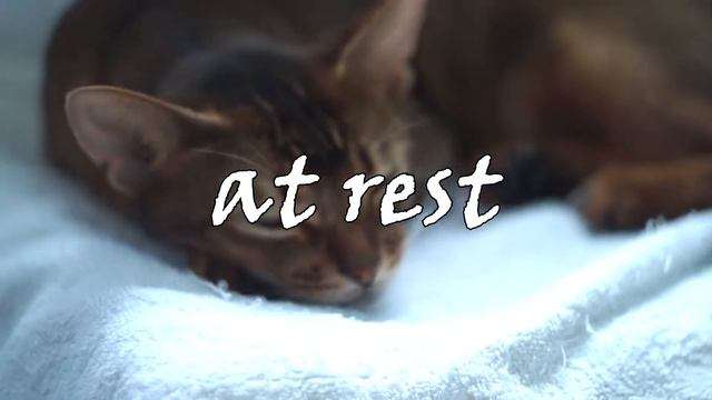 Кино про кошку смотреть онлайн