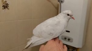 Бедный голубь с черепно мозговой травмой