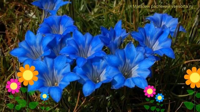 Горечавка китайскоукрашенная Плена. Краткий обзор, описание характеристик gentiana sino-ornata Plen смотреть онлайн