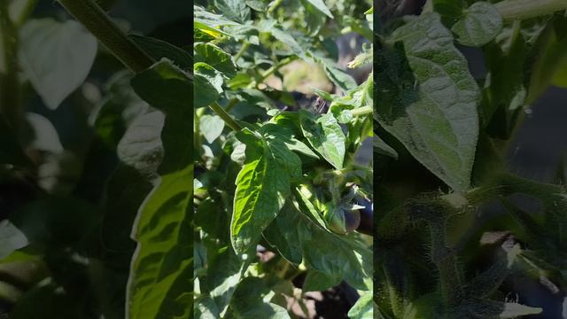 Томатные гномы в горшках🍅🍅🍅