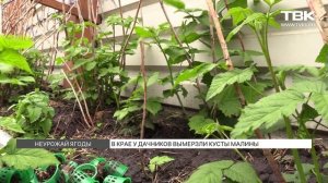 Почему замерзает малина?