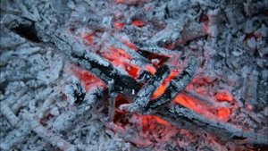 Вносим золу под деревья