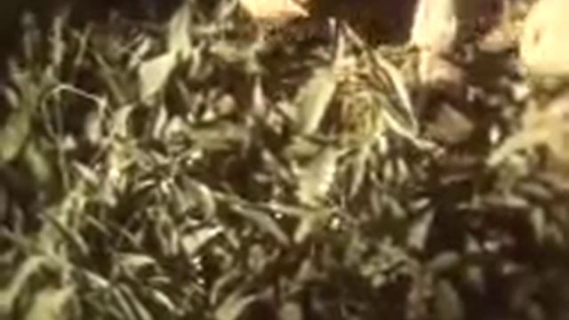 Покрытосемянные растения смотреть онлайн