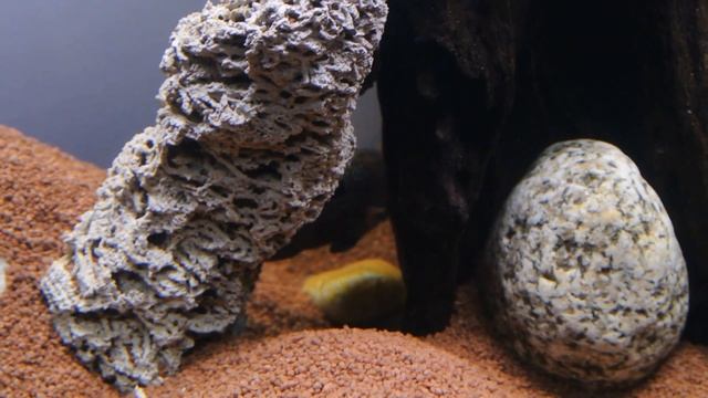 Размножение акары бирюзовой смотреть онлайн