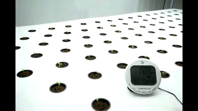 Аэропоника, базилик. Aeroponics, basil смотреть онлайн