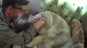 ЗАБОЛЕЛА СОБАКА!!! Заболел Вульф((( (как я ставлю капельницы, делаю уколы)