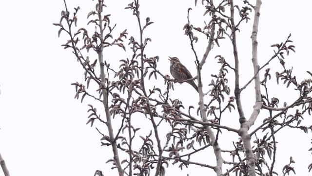 Белобровик - типичная весенняя песня TelingaDT Цар 4k60f 37 смотреть онлайн