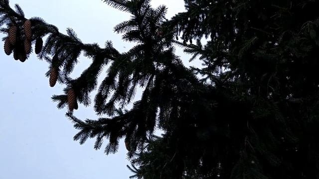 31 декабря.ВОЛШЕБНЫЙ ДЕНЬ.Чтобы год был счастливым.Что нельзя делать.Новогодние приметы