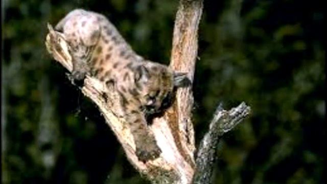 Животные Америки смотреть онлайн