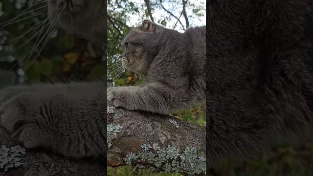 Vlog 3 "прогулка с Мими" погрузись в полный релакс#животные #кошка   #релакс #мими