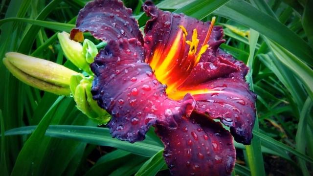 ЛИЛЕЙНИК - ЦВЕТОК УДАЧИ В САДУ смотреть онлайн