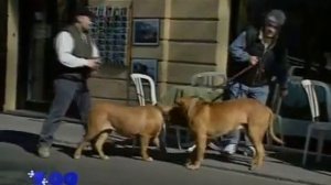 БОРДОСКИЙ ДОГ(ФРАНЦУЗСКИЙ МАСТИФ)