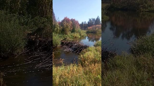 Бобриная хата! Запрудил конечно много воды!