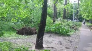 Вчерашний ураган в Москве. Последствия. Рассказ очевидцев.