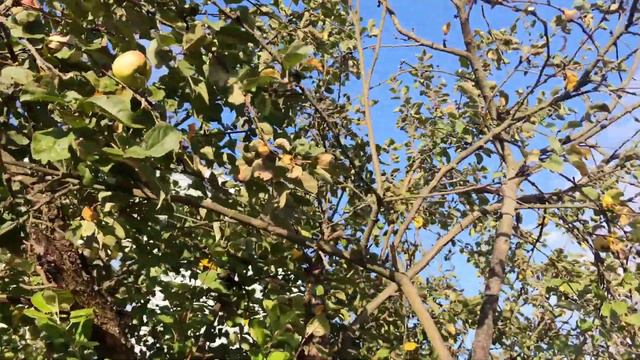 2 дня на даче.. Электроскутер 🛵.. Дыня... 😁 смотреть онлайн