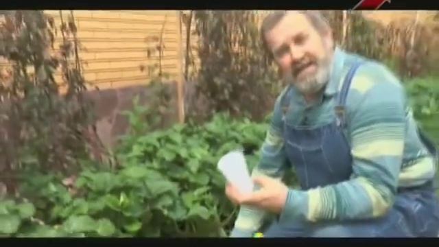 Как и в какое время лучше размножать клубнику и землянику