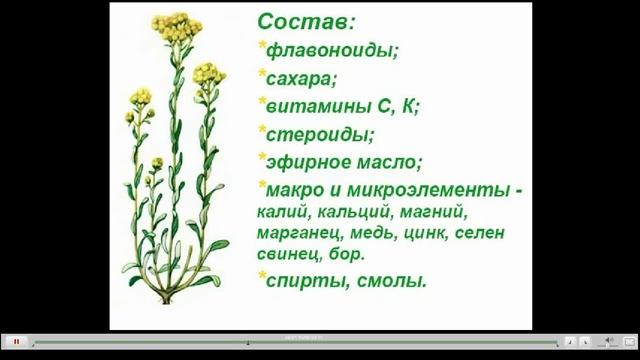 Бессмертник Лечебные свойства смотреть онлайн