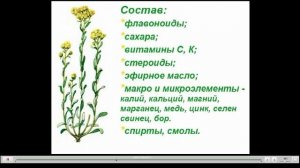 Бессмертник Лечебные свойства