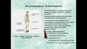 Презентация Движущие силы антропогенеза