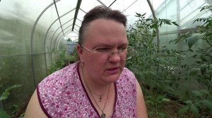 Жируют томаты. Что делать?