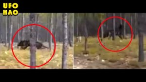 Непонятный зверь напал на человека с собакой в лесу