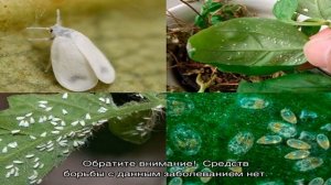 Какие могут быть болезни бегонии — как бороться