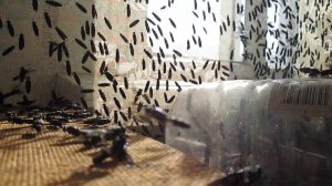 БГВ 27 Чёрная львинка Спаривание