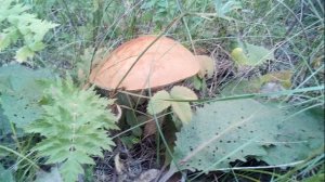 Съедобные грибы подберезовики