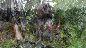 Русский охотничий спаниель