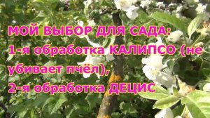 Почему сливы червивы.  Вторая весенняя обработка винограда