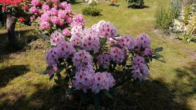 Вечнозеленый рододендрон Королева Ядвига.