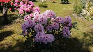 Вечнозеленый рододендрон Королева Ядвига.