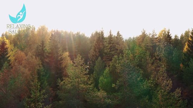 Morning in Forest with Relaxing Music for Stress Relief and Healing. Meditation Music Relaxation.