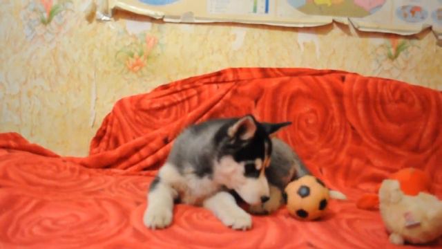 Северное Сияние Ночная Фантазия смотреть онлайн