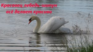 Лебедь-шипун красиво плывёт, выходит на берег, кормится. Ростовская область, май 2024