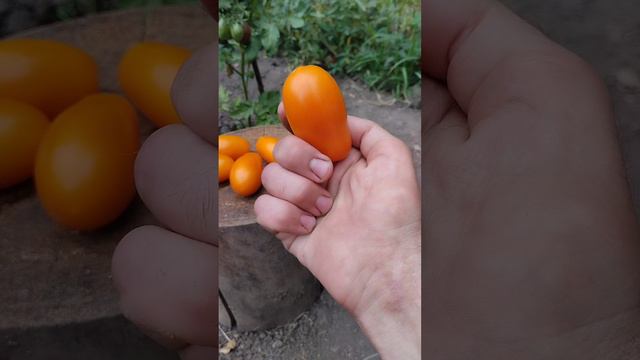 Урожайный и неприхотливый. Обзор томата Елисей🍅🍅🍅