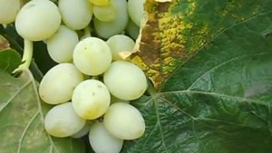 Сорт винограда Вера.