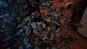 Ампельные растения.